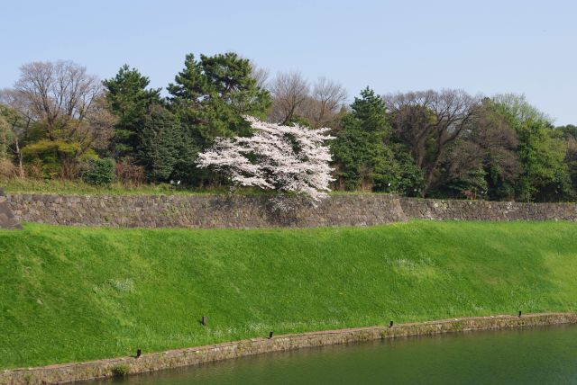 半蔵濠の対岸には桜が1本しか見かけない。