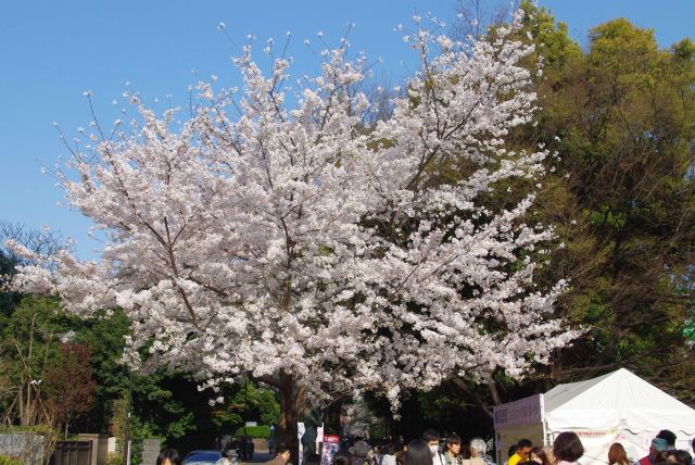 頭上に美しい桜の木。