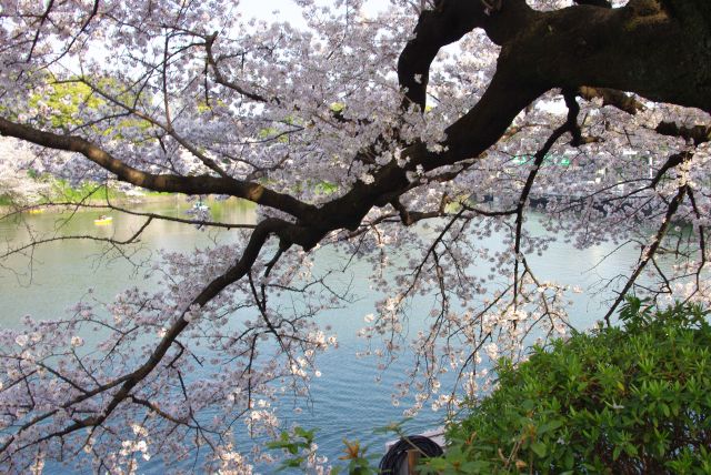 千鳥ヶ淵へと枝を伸ばす桜。人が多く撮影場所取りも大変。