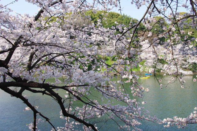 千鳥ヶ淵へと枝を伸ばす桜。ボートから桜を楽しむ人も。