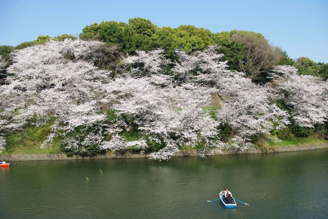 対岸の北の丸公園側は土手の斜面に桜が咲き連ねる。