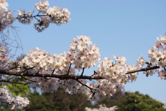 無数の桜の花びらが集まってできている名所。