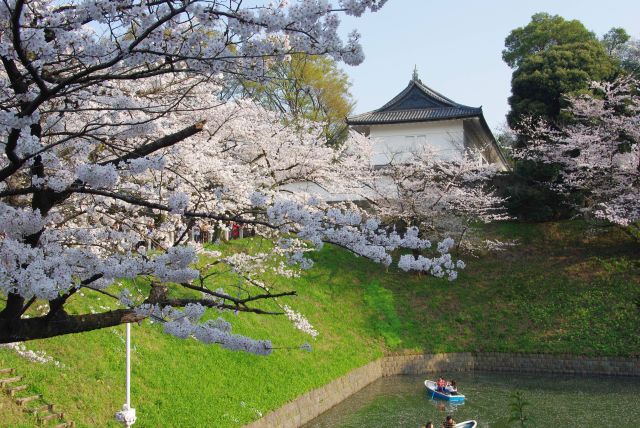 日本武道館の手前の田安門前も桜があふれる。