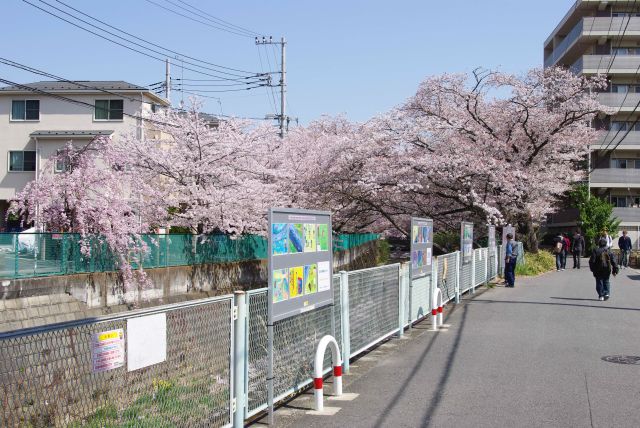 桜のアーチが始まります。