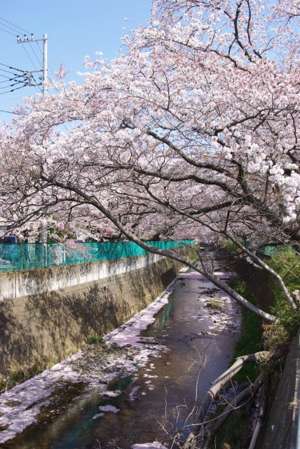 川を覆う桜。