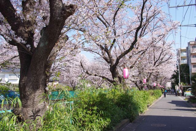住宅街に続く川沿い桜並木。