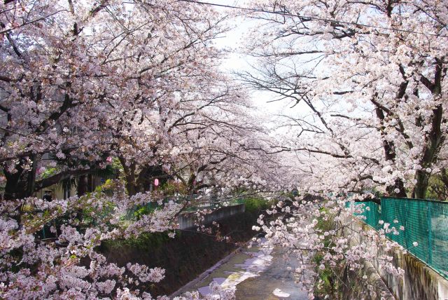 麻生川三号橋からのあふれる桜。