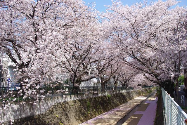 柿生・麻生川の桜の写真ページ