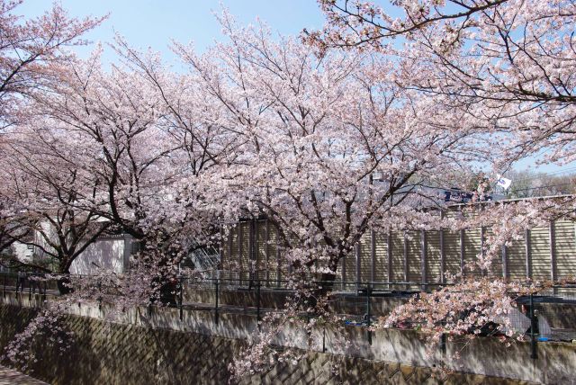 川沿いの桜の木々。