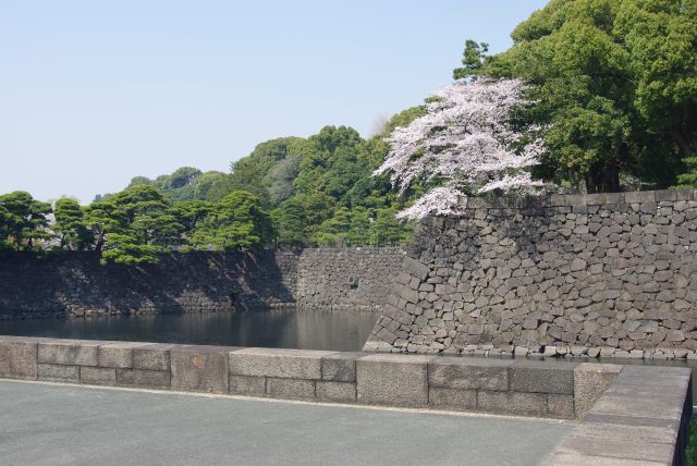 江戸城跡の堀と石垣。桜の木が1本。