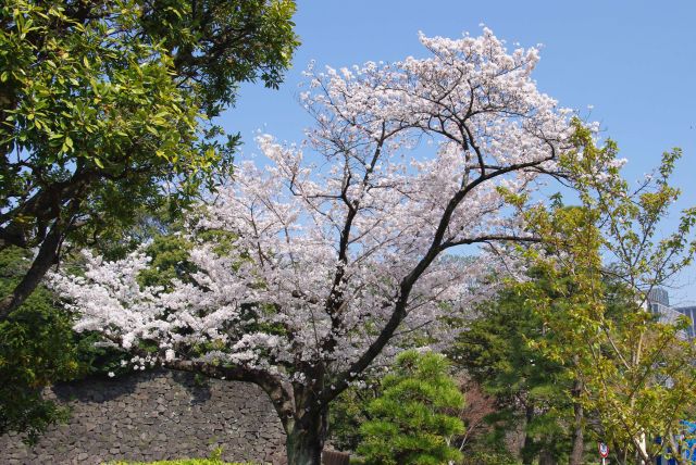 美しい桜の木。