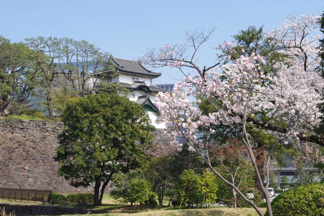 富士見櫓と桜。