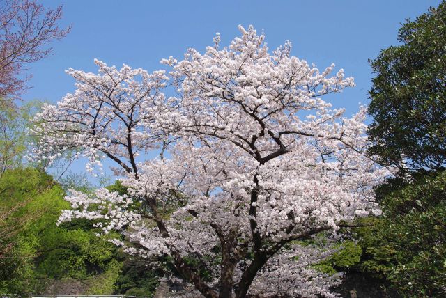 濠沿いの桜を楽しむ。