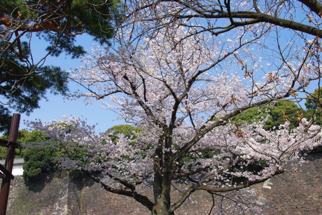 蓮池濠沿いの桜の木。
