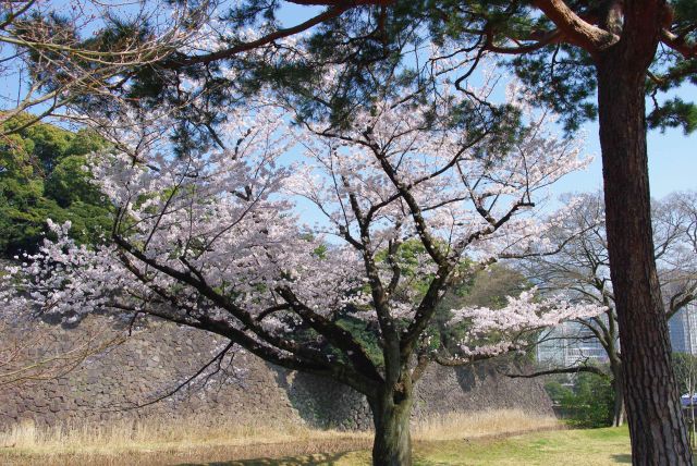蓮池濠沿いの桜の木。
