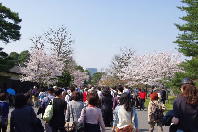 沢山の人が散策し桜を写真に収めています。