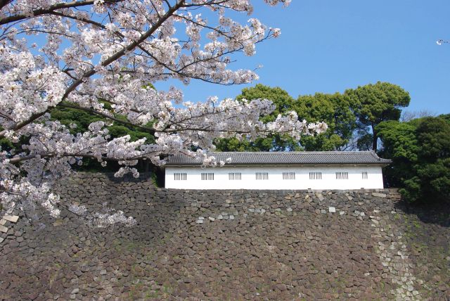 江戸城の遺構、富士見多聞櫓と桜の枝。