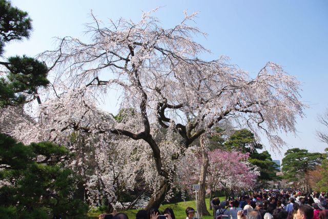 皇居・乾通り一般公開の桜の写真ページへ