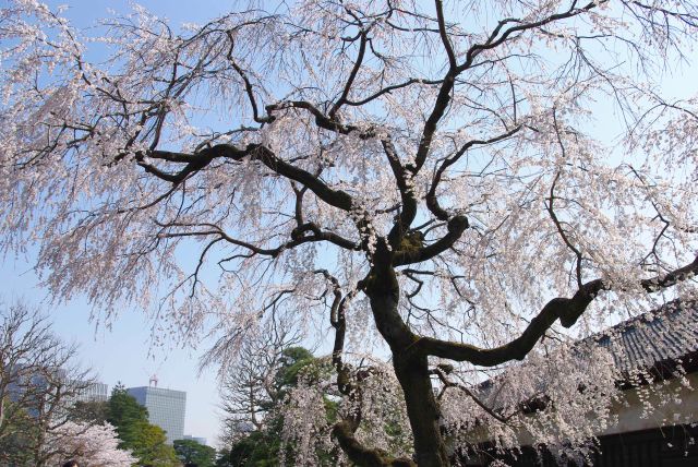 自然豊かな皇居で育つ立派な桜の木。