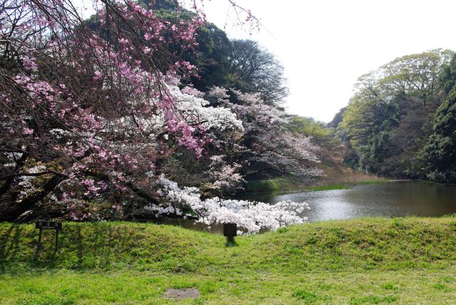 道灌濠と2色の桜。