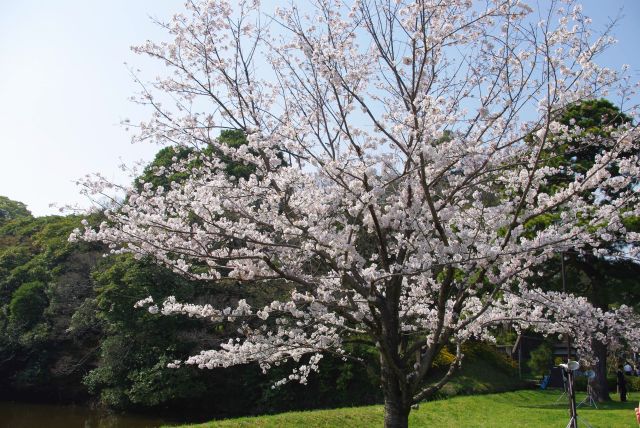 道灌濠沿いの桜。