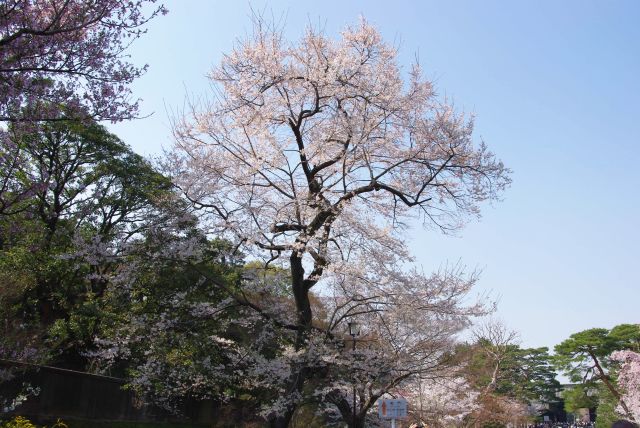 見上げる巨大な桜の木。