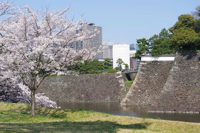 桜と北桔橋門周辺の折り重なる石垣。