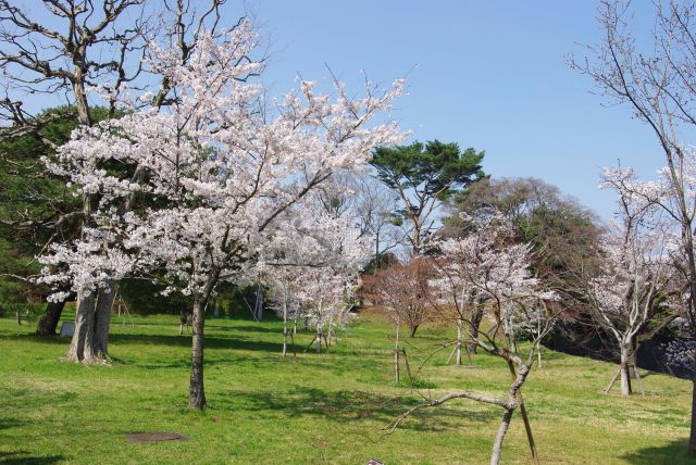 乾濠沿いの桜。