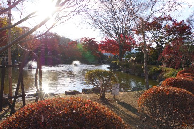 紅葉に囲まれた池を回ります。
