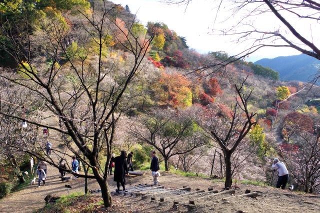 展望台の先は紅葉と冬桜の共演スポット、新鮮な風景です。