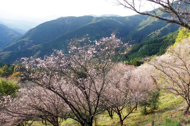 山の斜面に広がる冬桜。冬とは思えない風景です。