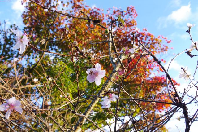 紅葉をバックに、密度は薄いものの冬にしっか咲く桜の花びら。