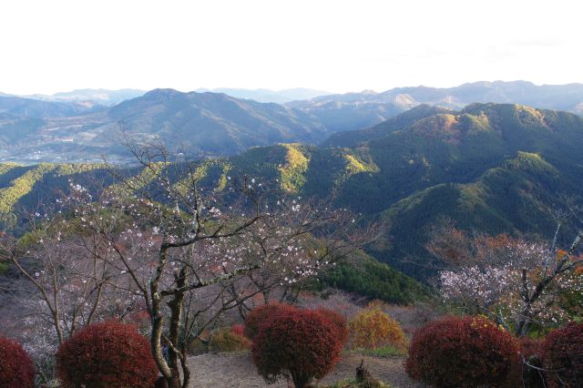 冬桜ときれいな山並み。ずっと見ていたい。