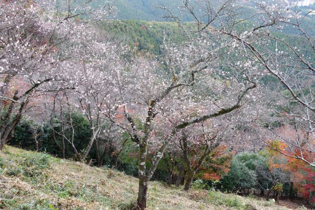 山の斜面に咲き誇る冬桜。