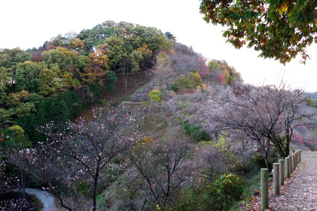 元の道に戻っていきます。桜山山頂付近を振り返る。