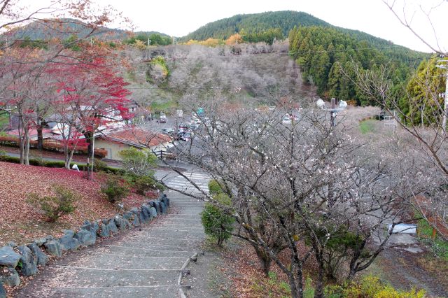 階段は既に紅葉の落ち葉と冬桜の共演。