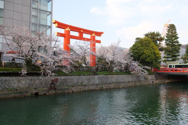岡崎疏水の桜の写真ページへ
