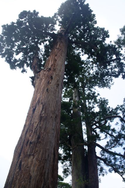 見上げる巨大な杉の木。