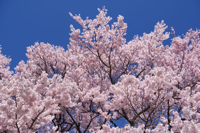 快晴の青空に映えるきれいなピンク色の桜。