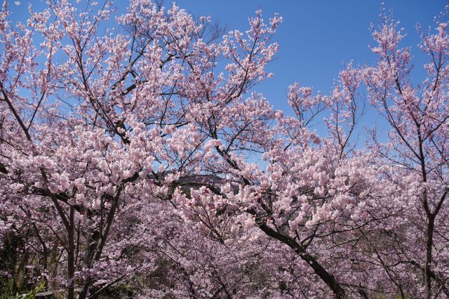斜面から伸びる桜も見事。