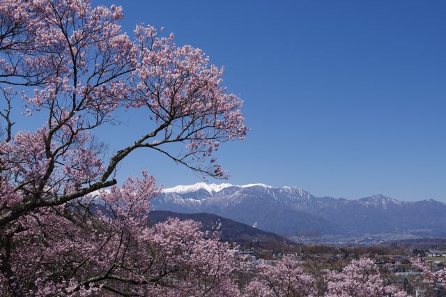 桜と南アルプス、天気も良く爽快で美しい情景です。