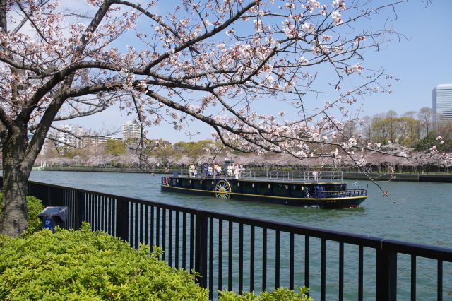 毛馬桜之宮公園の桜の写真ページ