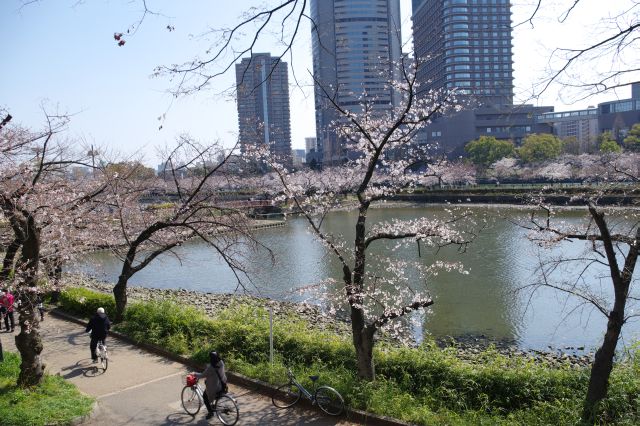 桜ノ宮駅へ登って行きます。桜がいっぱいで心地よい散策路でした。