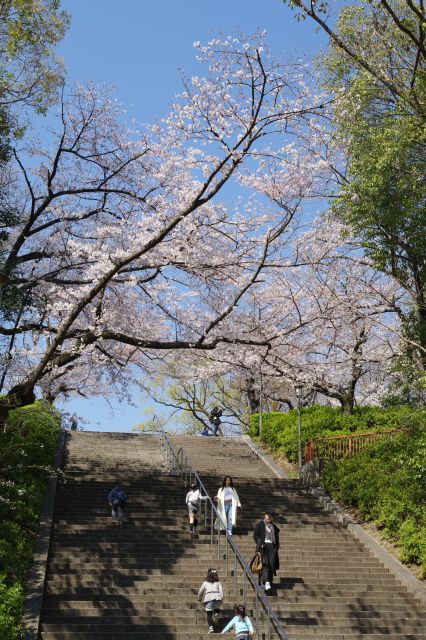 階段の上にはきれいな桜。