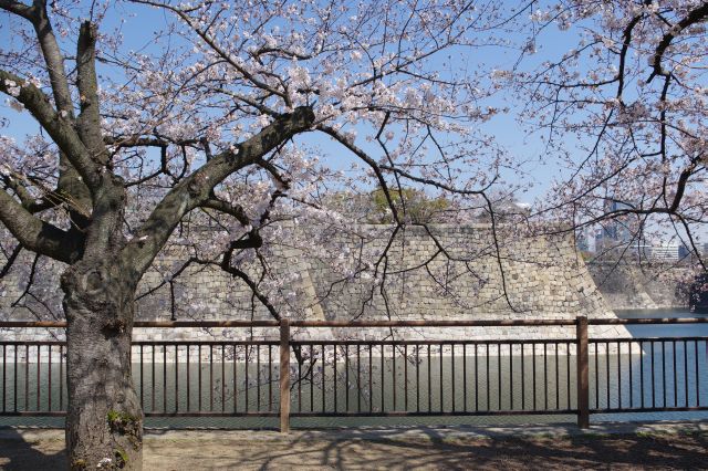 大きな石垣と桜の木のコラボ。