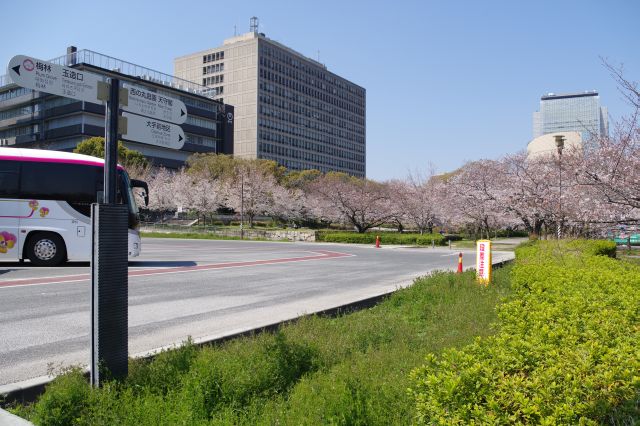 駐車場の先には桜地帯。