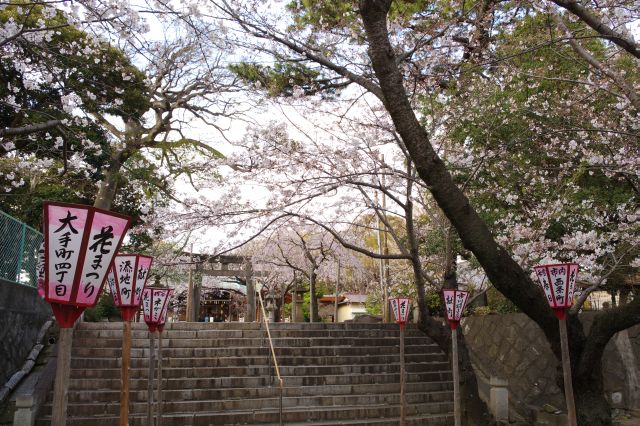 境内は桜のアーチ。