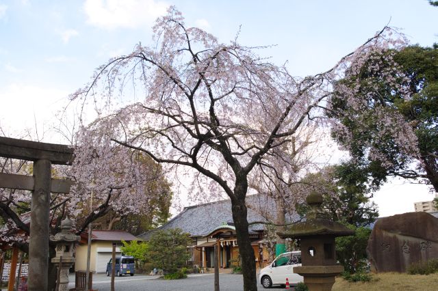 二の鳥居脇の三春の滝桜。