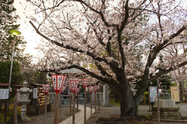 菅原道真を祀る日枝天満宮、その手前に大きな桜の木。