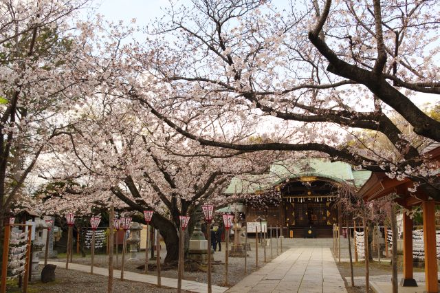 境内を覆う美しい桜の木々が心地よい。